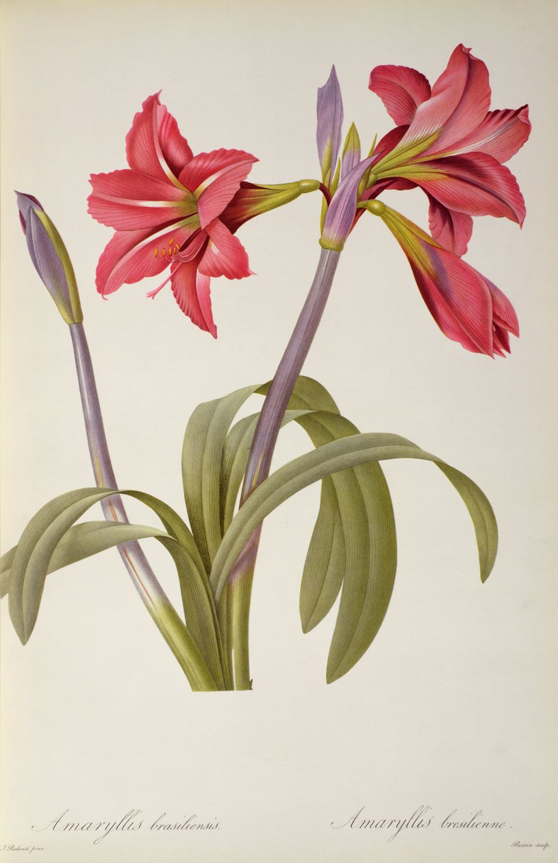 Amaryllis Brasiliensis, Pierre Redoute "Les Liliacees" című művéből, 8 kötet, 1805-1616 között, alkotó: Pierre Joseph Redouté