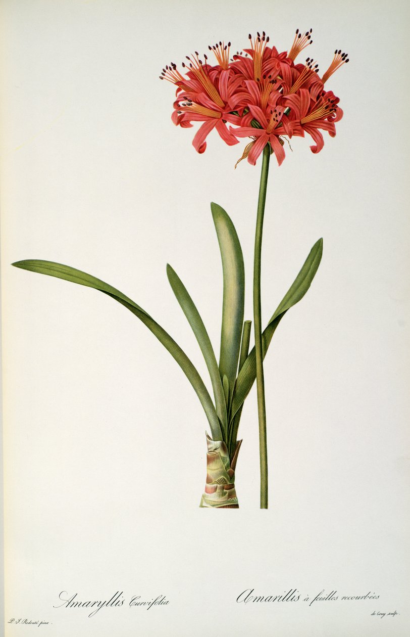 Amaryllis Curvifolia, 1809, Pierre Redoute 