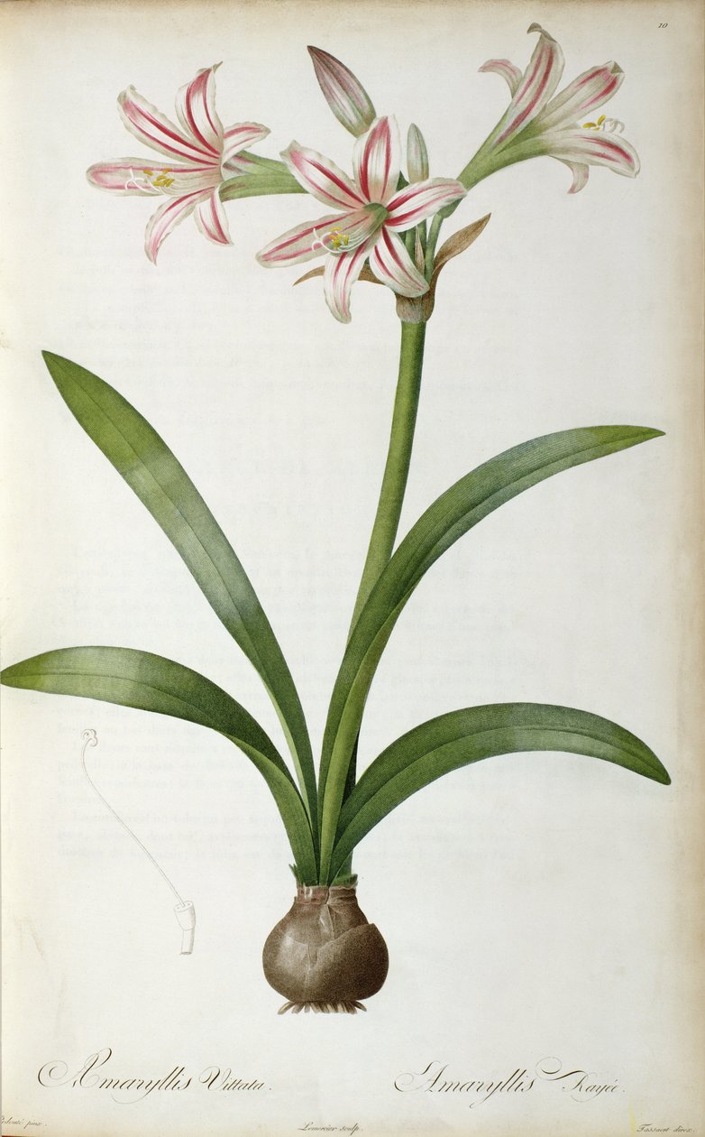 Amaryllis Vittata, Pierre Redoute "Les Liliacees"-jéből, 8 kötet, 1805-1616 között, alkotó: Pierre Joseph Redouté