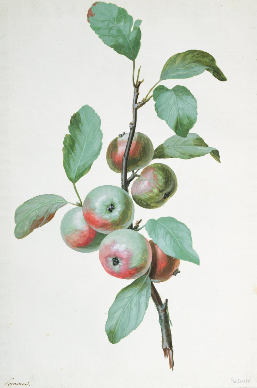 Alma alkotó: Pierre Joseph Redouté