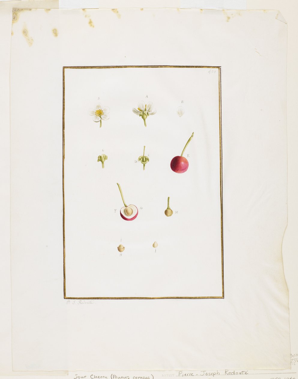 Botanikai boncolás: Meggy (Prunus cerasus), c. 1778-90 (wc és grafit papíron) alkotó: Pierre Joseph Redouté