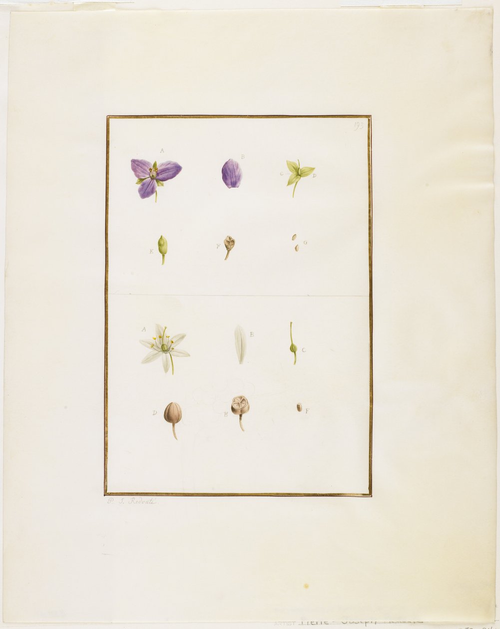 Botanikai boncolás: Spiderwort és Senna, 1778-90 körül (wc és grafit papíron) alkotó: Pierre Joseph Redouté