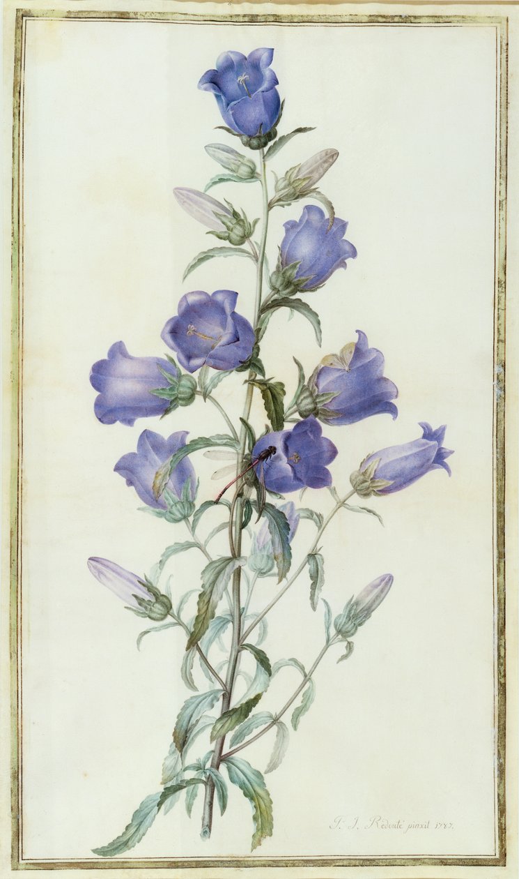 Campanula: Közepes (Canterbury Bell) 1787 alkotó: Pierre Joseph Redouté