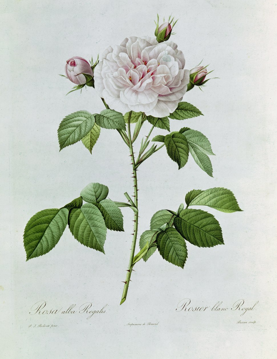 Claude-Antoine Thory Les rózsák. Illusztráció: rosa alba regalis (színes litográfia) alkotó: Pierre Joseph Redouté