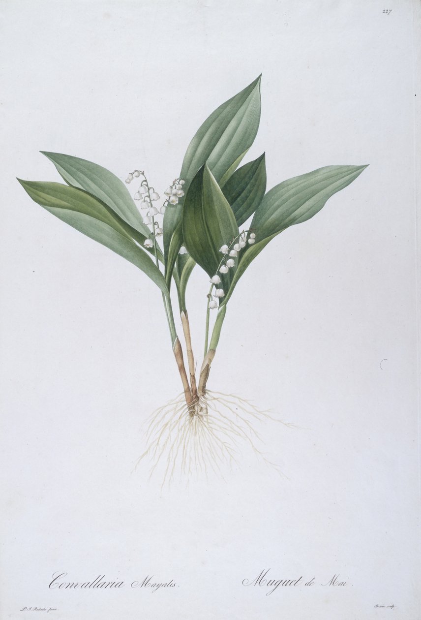 Convallaria majalis (gyöngyvirág), 1808 alkotó: Pierre Joseph Redouté