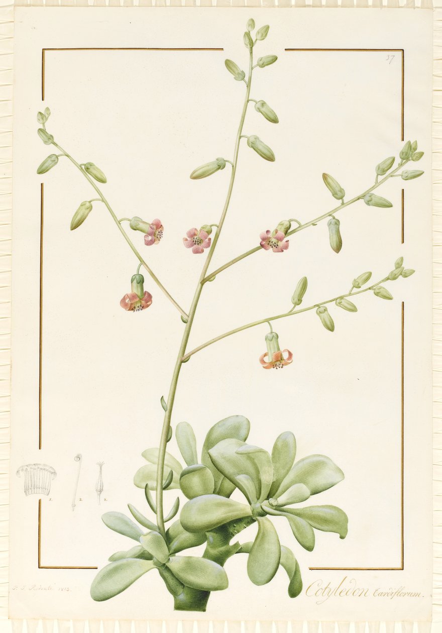 Cotyledon Cardiflorum, 1813 (wc és testszín grafit felett, pergamen) alkotó: Pierre Joseph Redouté