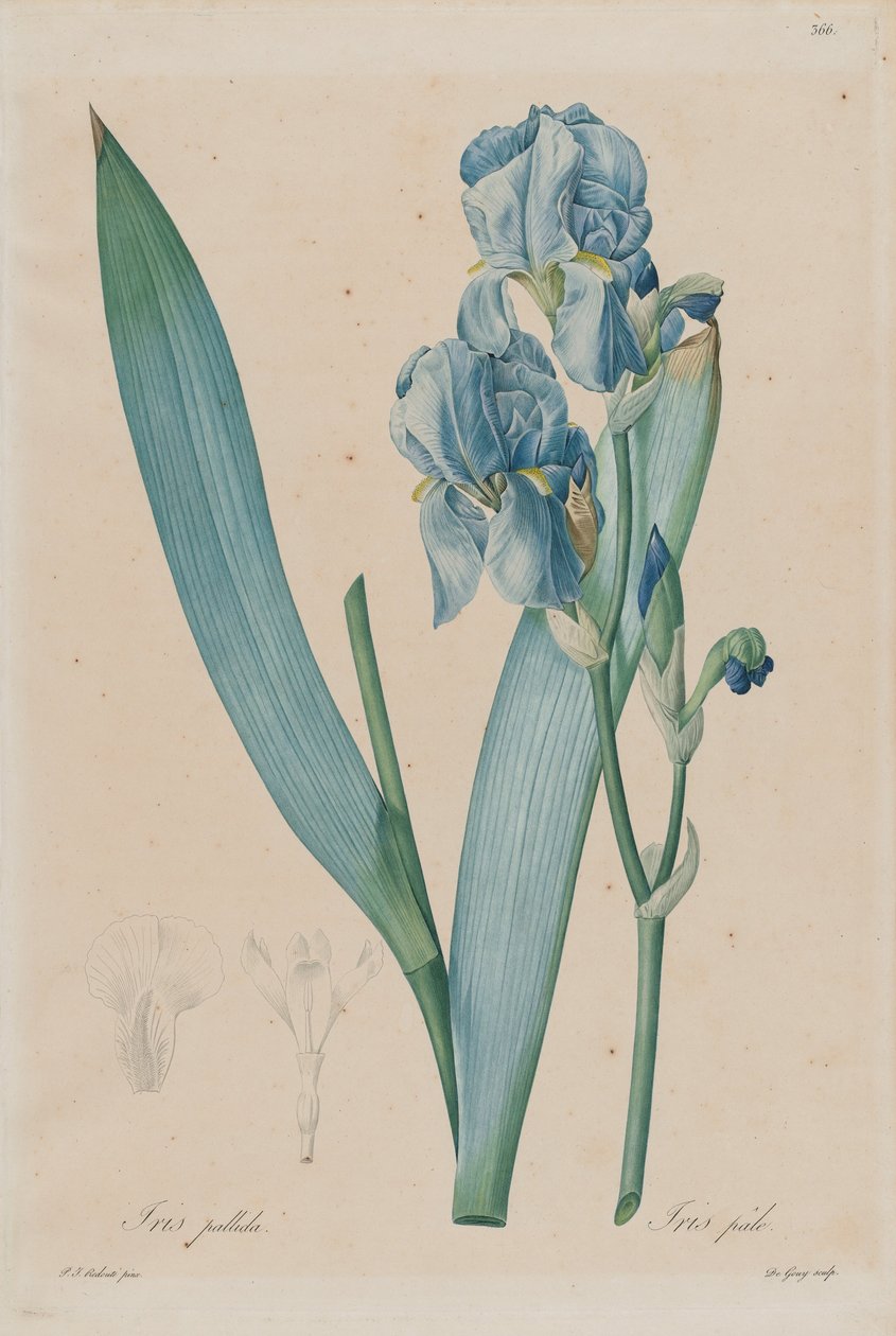 Dalmát írisz (Iris pallida), 366. lemez, t. 7. Pierre-Joseph Redouté, Les Liliaceae, Párizs 18 ... alkotó: Pierre Joseph Redouté