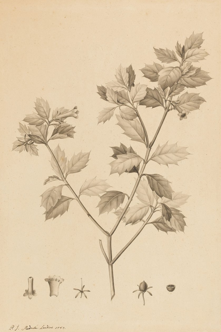 Desfonainia Spinosa, 1787 (ecset és szürke mosás, papírra, kártyára fektetve) alkotó: Pierre Joseph Redouté