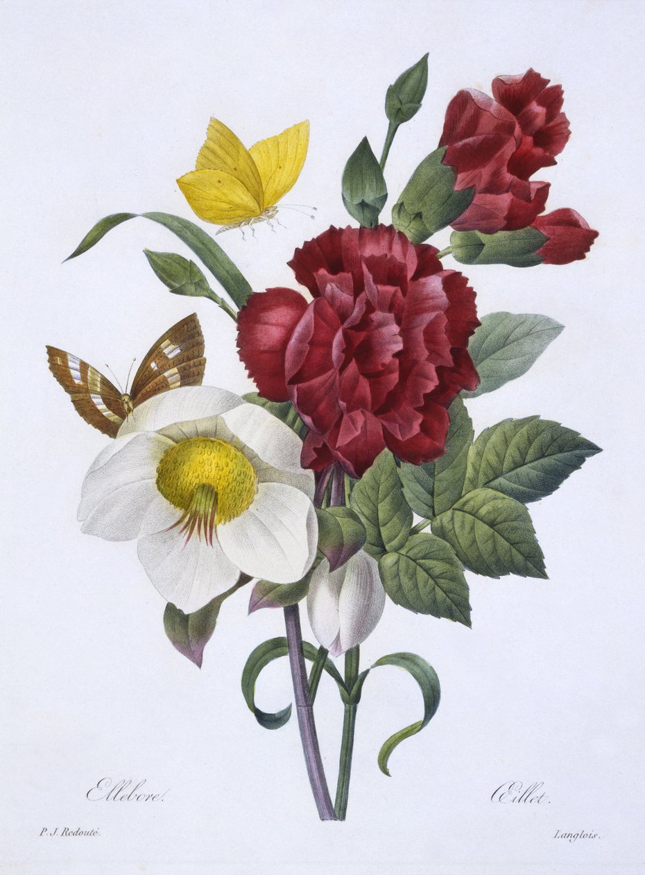Ellebore et Oeillet, a 