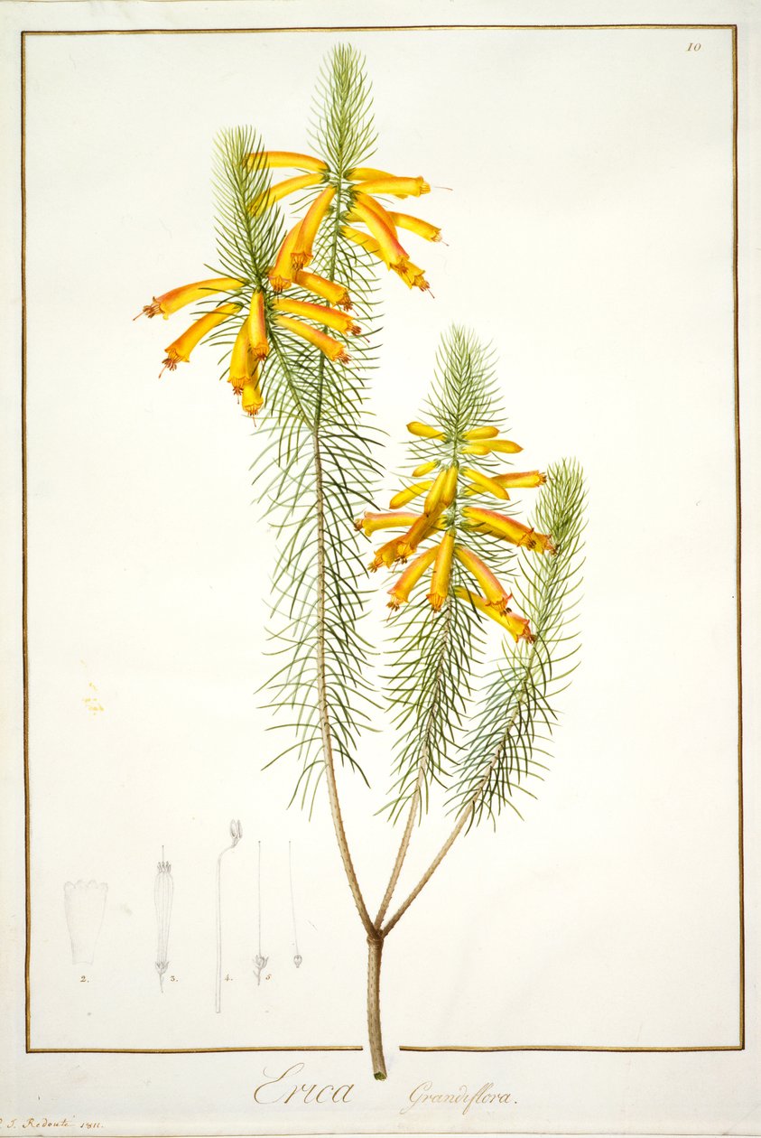 Erica Grandiflora, 1811 (wc és testszín, grafitnyomok velumen) alkotó: Pierre Joseph Redouté