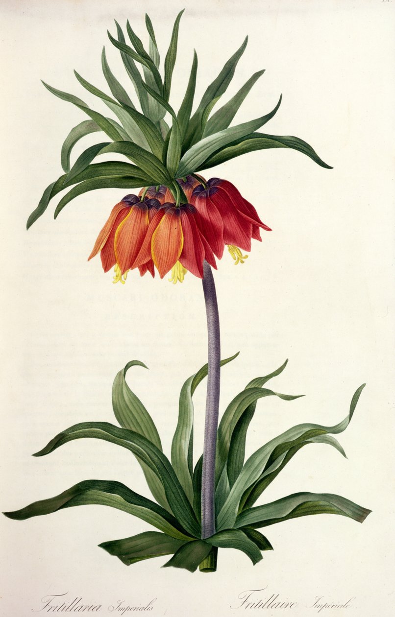 Fritillaria Imperialis, 