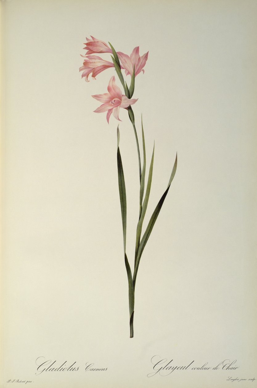 Gladiolus Carneus, a „Les Liliacees”-ből, 1804 alkotó: Pierre Joseph Redouté