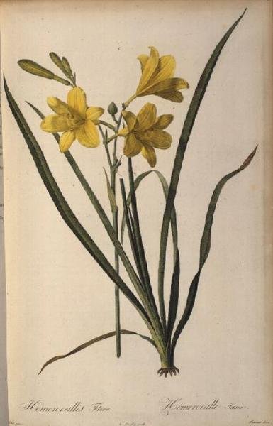 Hemerocallis Flava, a Les Liliacees-ból alkotó: Pierre Joseph Redouté