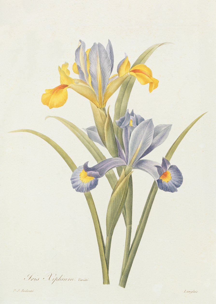 Írisz (színes gravírozás) alkotó: Pierre Joseph Redouté
