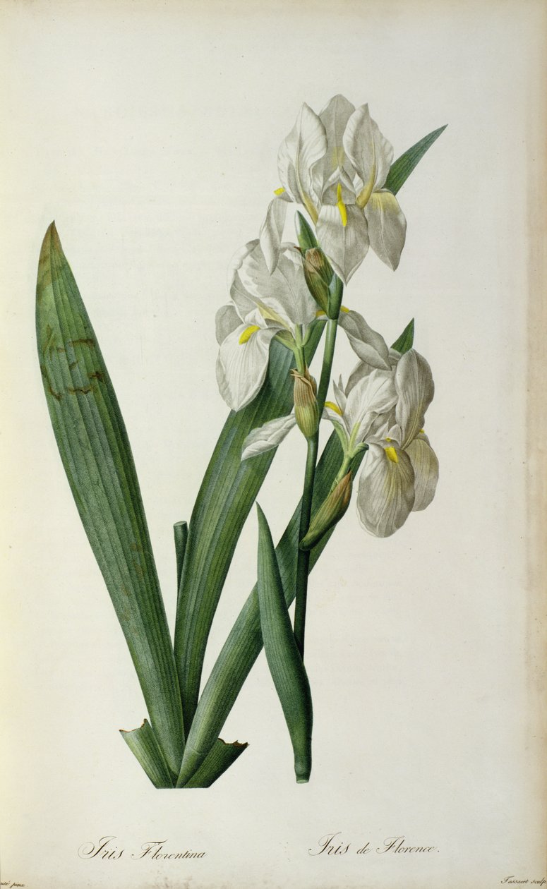 Iris Florentina, a "Les Liliacees"-ből, 1805 alkotó: Pierre Joseph Redouté