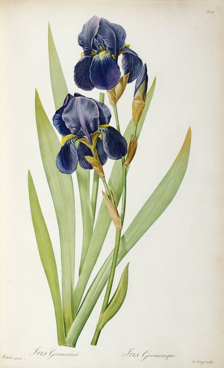 Iris Germanica, a "Les Liliacees"-ből, 1805 alkotó: Pierre Joseph Redouté