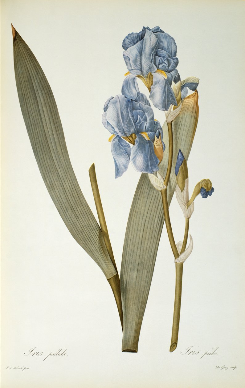 Iris Pallida, a „Les Liliacees”-ből, 1812 alkotó: Pierre Joseph Redouté