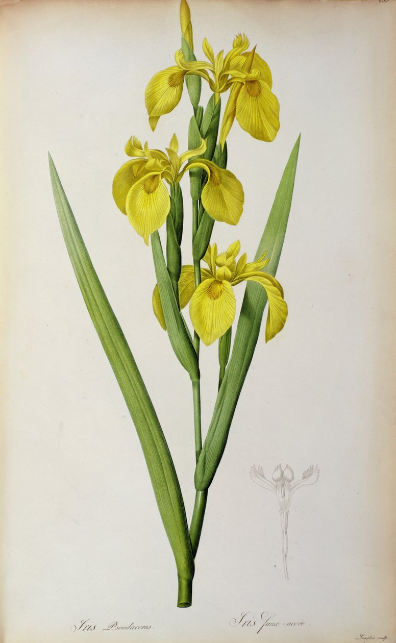 Iris Pseudacorus, a "Les Liliacees"-ből, 1805 alkotó: Pierre Joseph Redouté