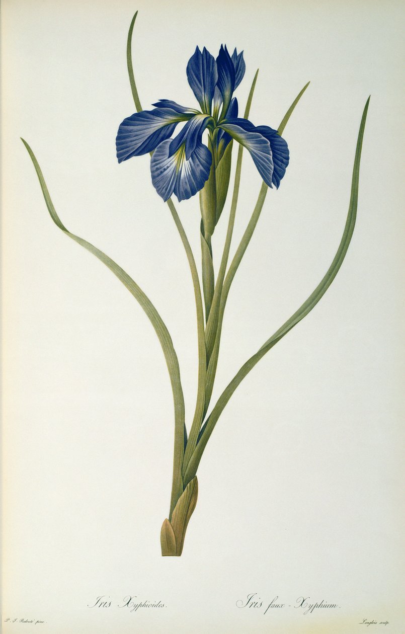 Iris Xyphioides, a "Les Liliacees"-ből, 1808 alkotó: Pierre Joseph Redouté