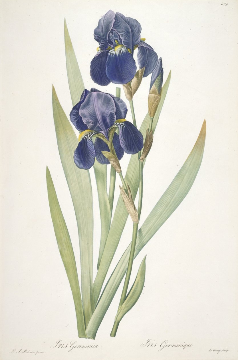 Iris germanica (szakállas írisz), 1812 alkotó: Pierre Joseph Redouté