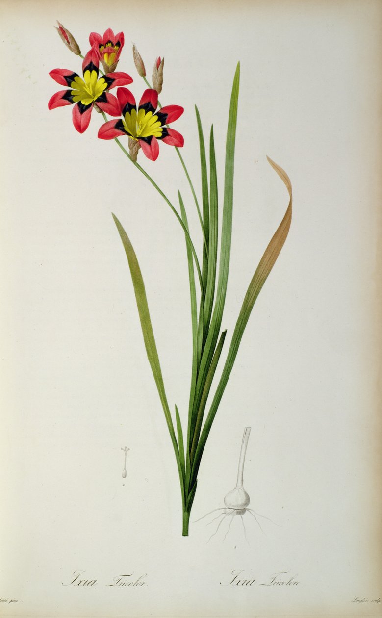 Ixia Tricolor, a "Les Liliacees"-ből, 1805 alkotó: Pierre Joseph Redouté