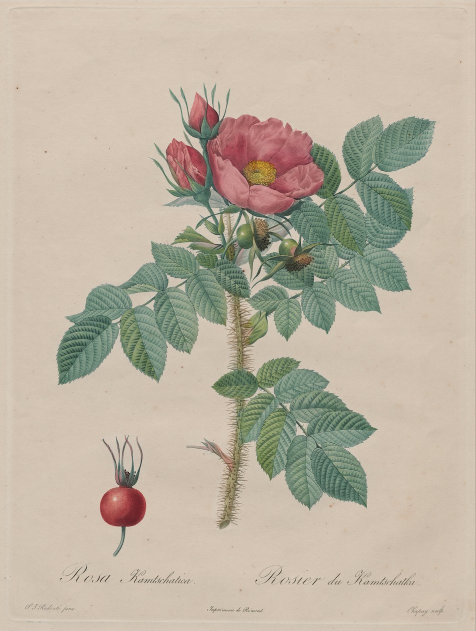 Kamtschatka Rose (Rosa Kamtschatica), Redouté, Les Roses, Párizs, 1817–1824) alkotó: Pierre Joseph Redouté