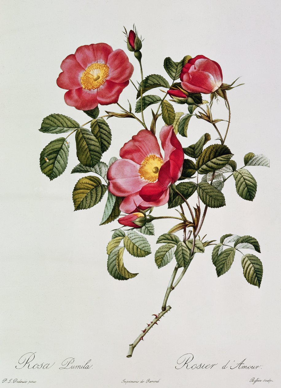 Thory rózsái. Rosa Pumilia (színes litográfia) alkotó: Pierre Joseph Redouté