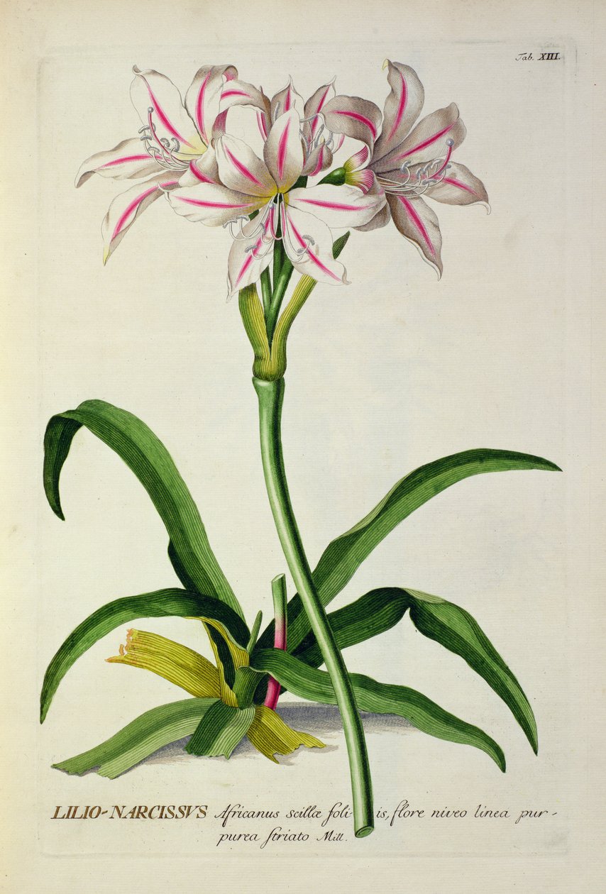 Lilio-Narcissus, Africanus, Christoph Jakob Trew (1695-1769) "Plantae Selectae" című művéből, megjelent 1750-73-ban. alkotó: Pierre Joseph Redouté