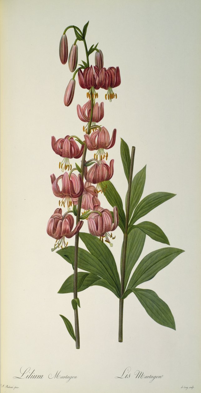 Lilium Martagon, a Les Liliacees-ből, 1806 alkotó: Pierre Joseph Redouté