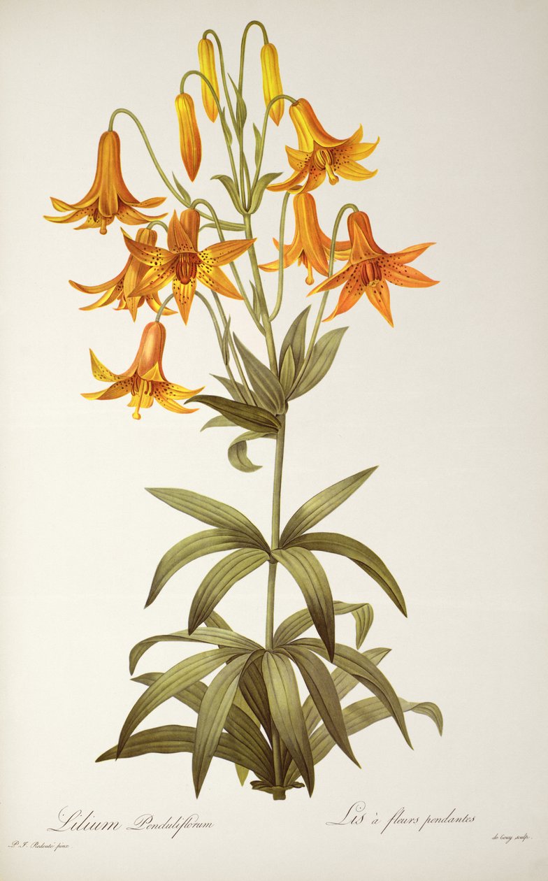Lilium Penduliflorum, a 