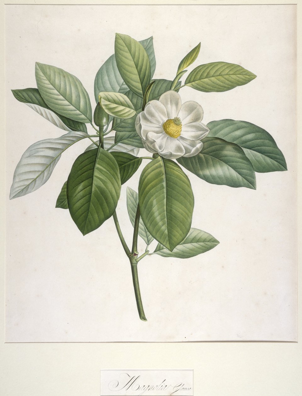 Magnolia Glauca, a Malmaisonban és Navarrában termesztett ritka növények leírásából, 1813 alkotó: Pierre Joseph Redouté
