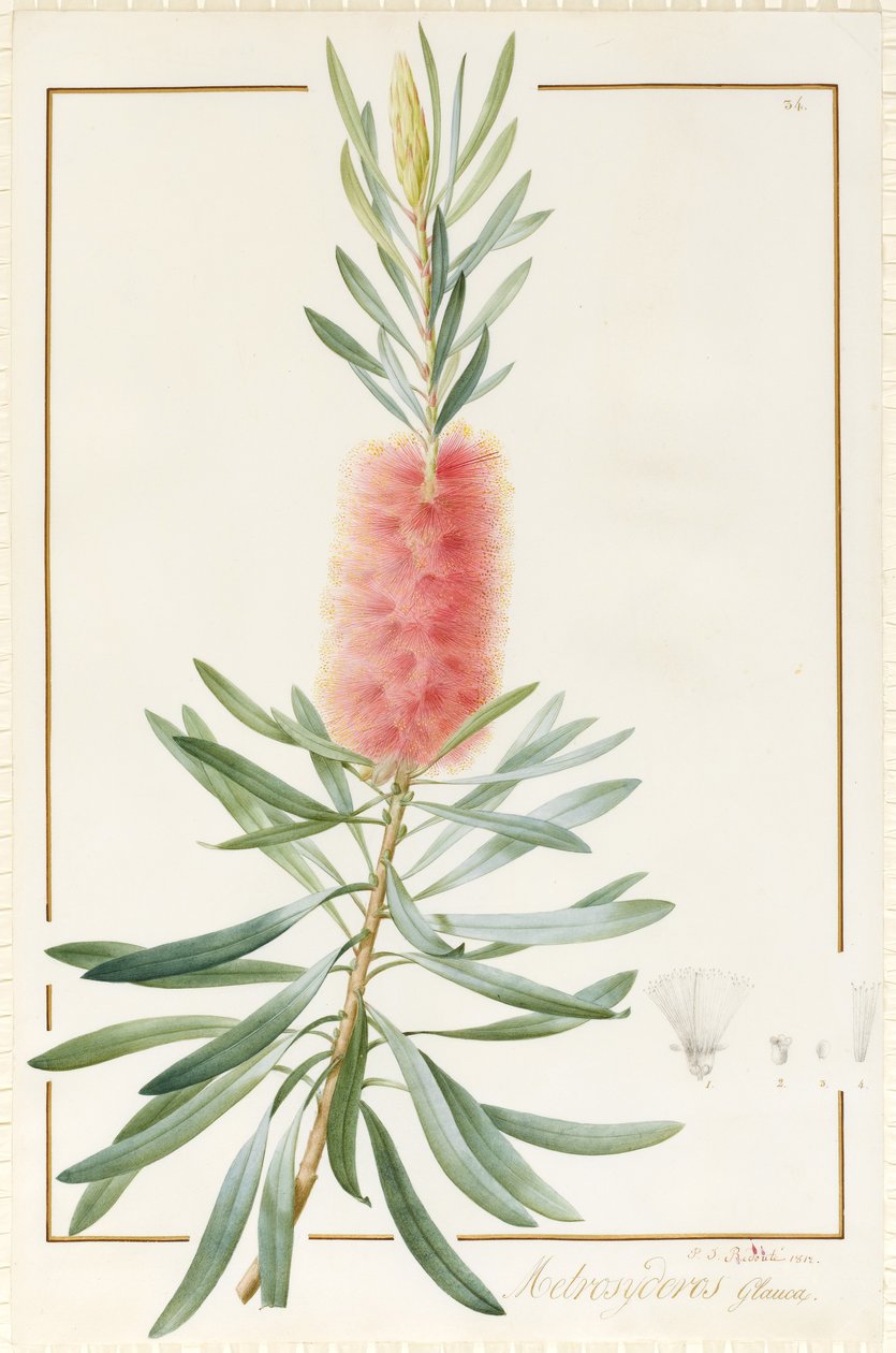 Metrosyderos Glauca, 1812 (wc és testszín grafit felett, pergamen) alkotó: Pierre Joseph Redouté