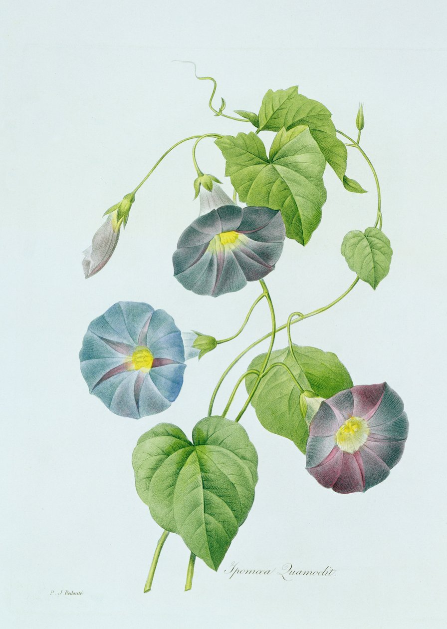 Morning Glory (színes gravírozás) alkotó: Pierre Joseph Redouté