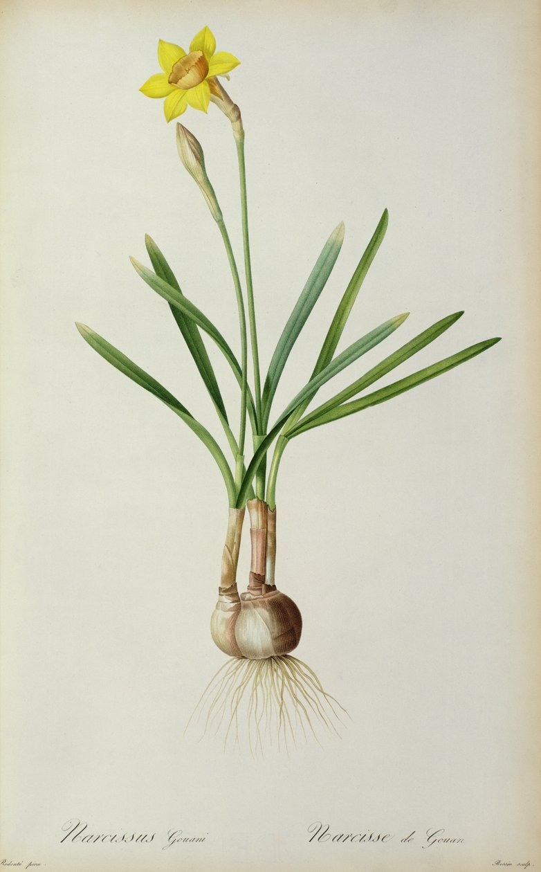 Narcissus Gouani, a "Les Liliacees"-ből, 1805 alkotó: Pierre Joseph Redouté
