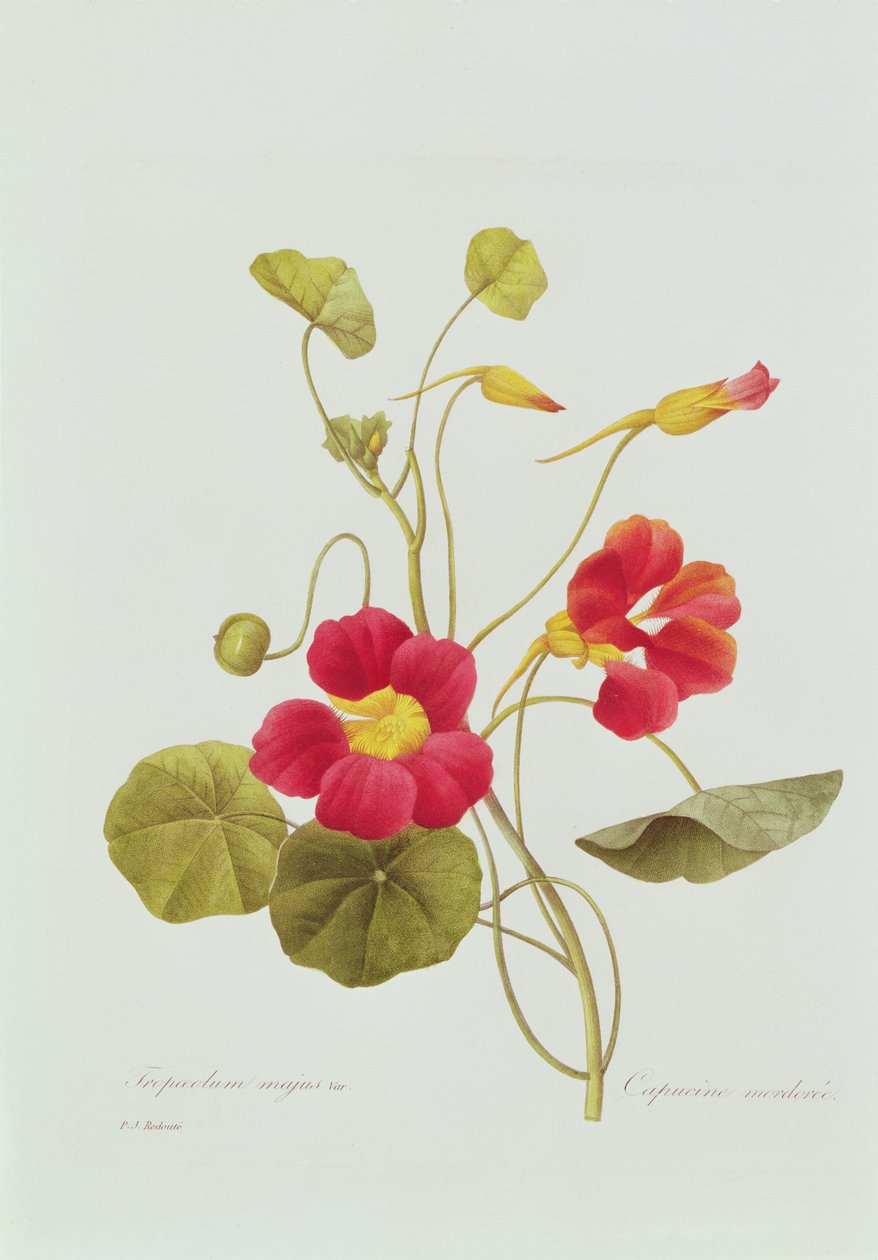 Nasturtium (színes metszet) alkotó: Pierre Joseph Redouté