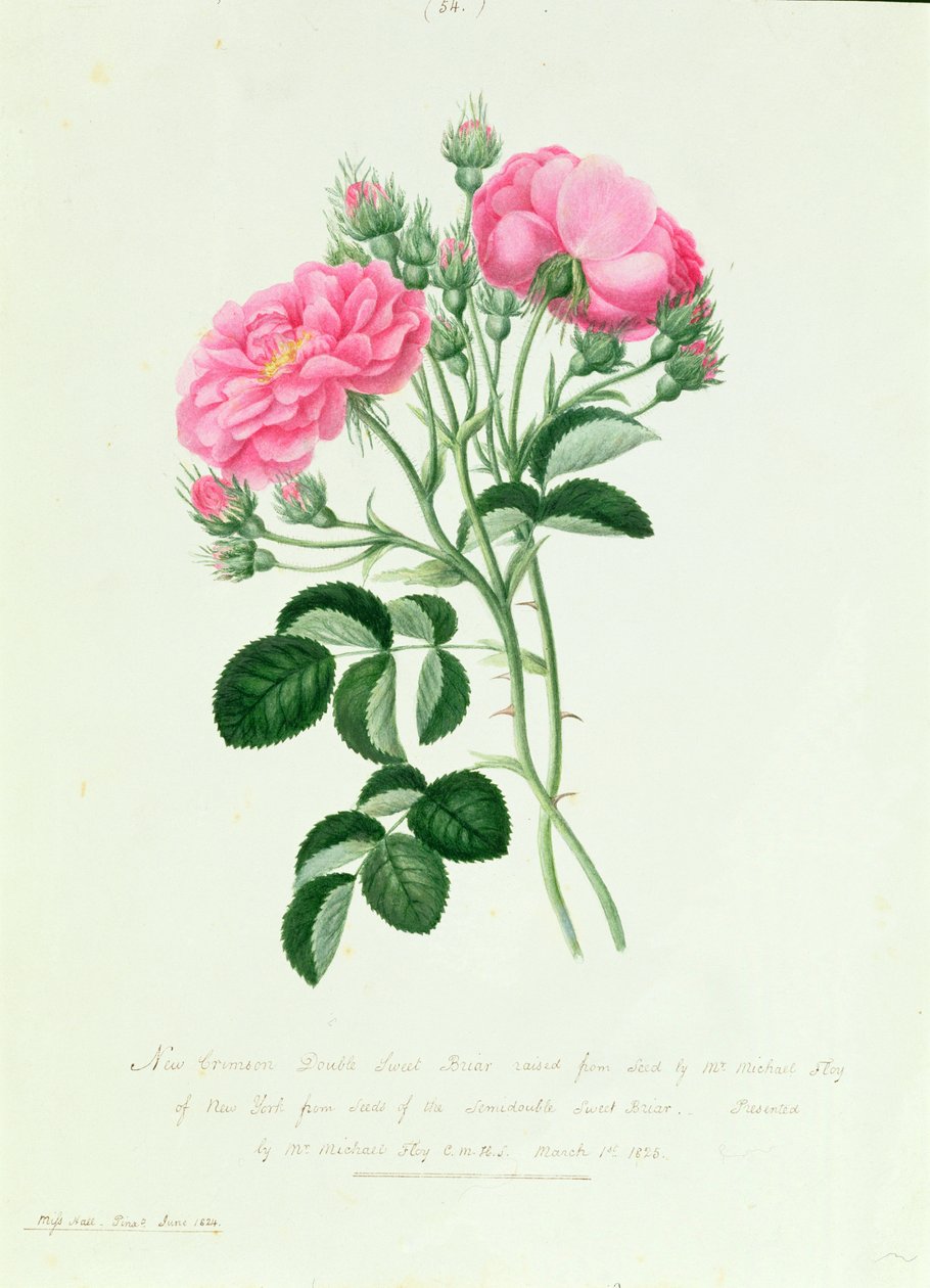 New Crimson Double Sweet Briar of New York alkotó: Pierre Joseph Redouté