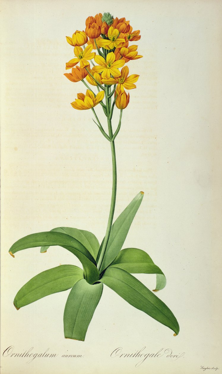 Golden Ornithogalum, a "Les Liliacees"-ből alkotó: Pierre Joseph Redouté