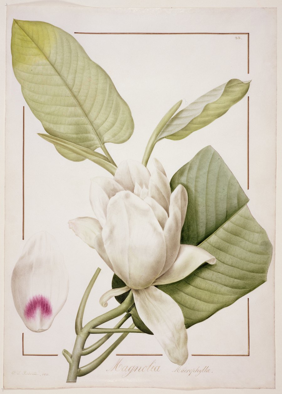 PD.122-1973f.33 Magnolia macrophylla, 1811 (ceruza és wc pergamen) alkotó: Pierre Joseph Redouté