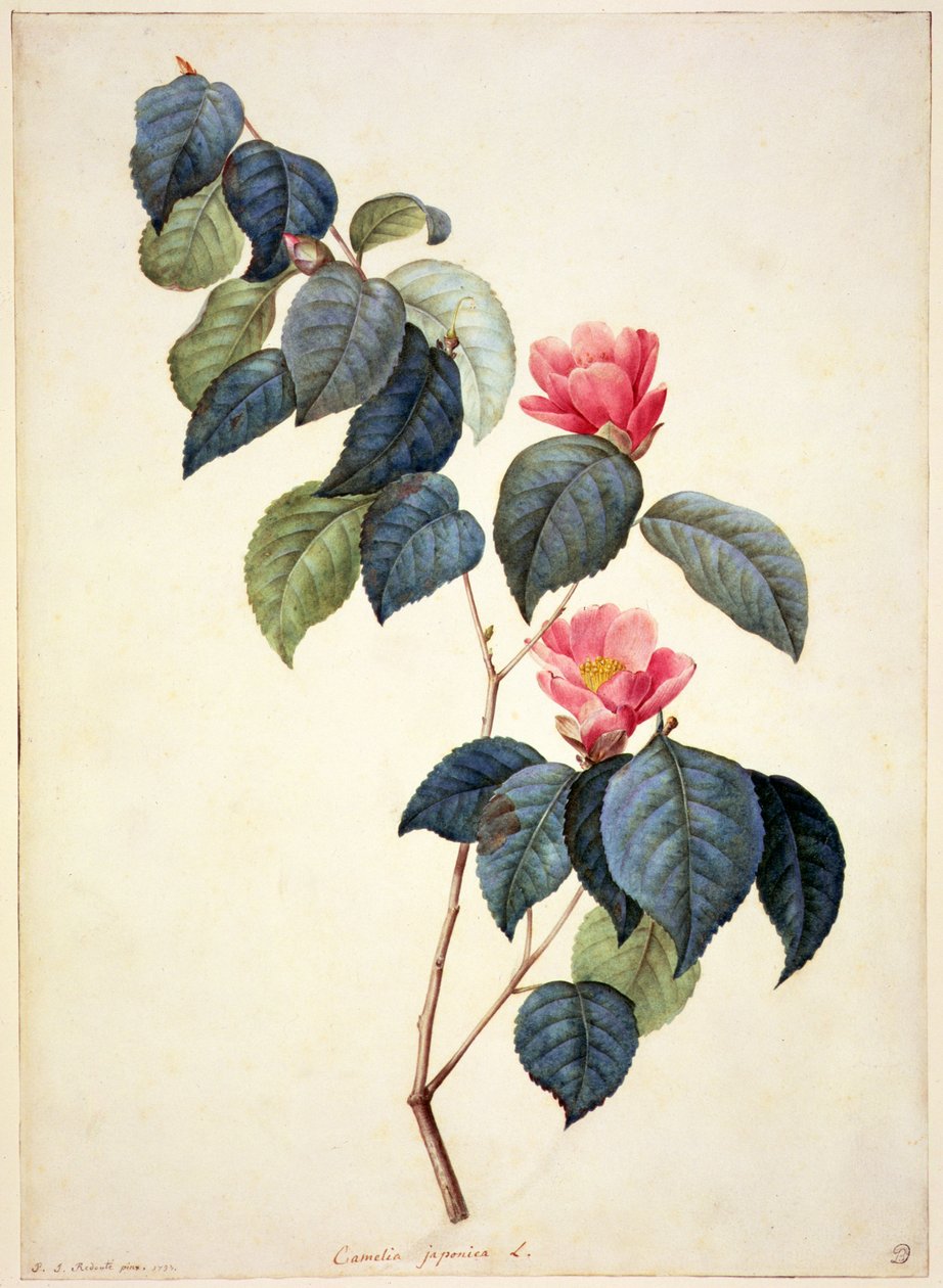 PD.21-1960 Camellia Japonica, 1793 alkotó: Pierre Joseph Redouté