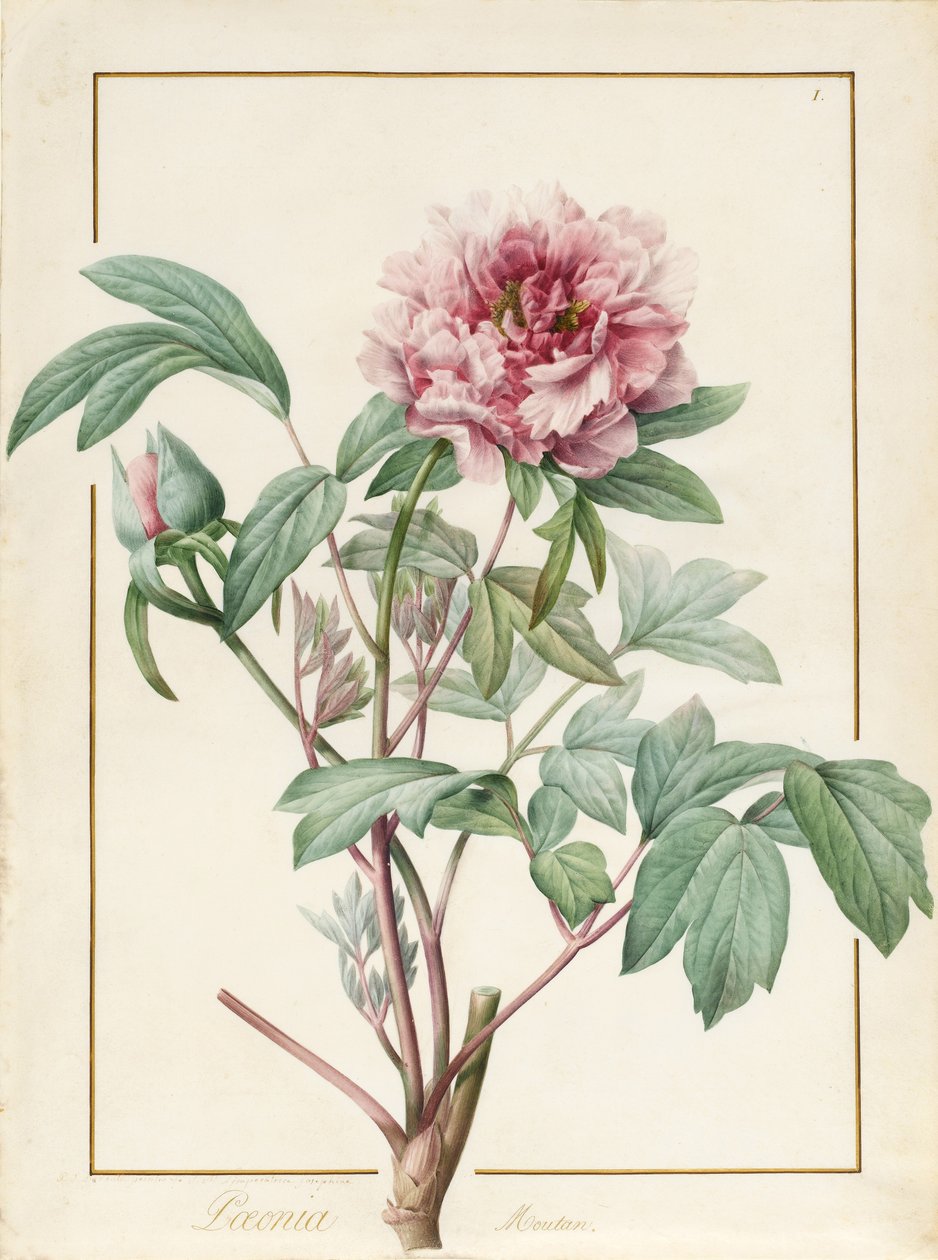 Paeonia Montan (grafit és wc pergamen) alkotó: Pierre Joseph Redouté