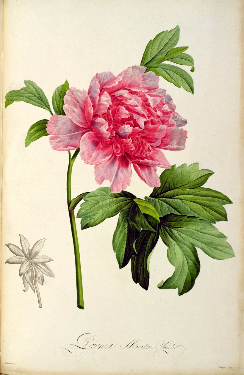 Paeonia Moutan, 1799 körül (kézzel színezett metszet) alkotó: Pierre Joseph Redouté