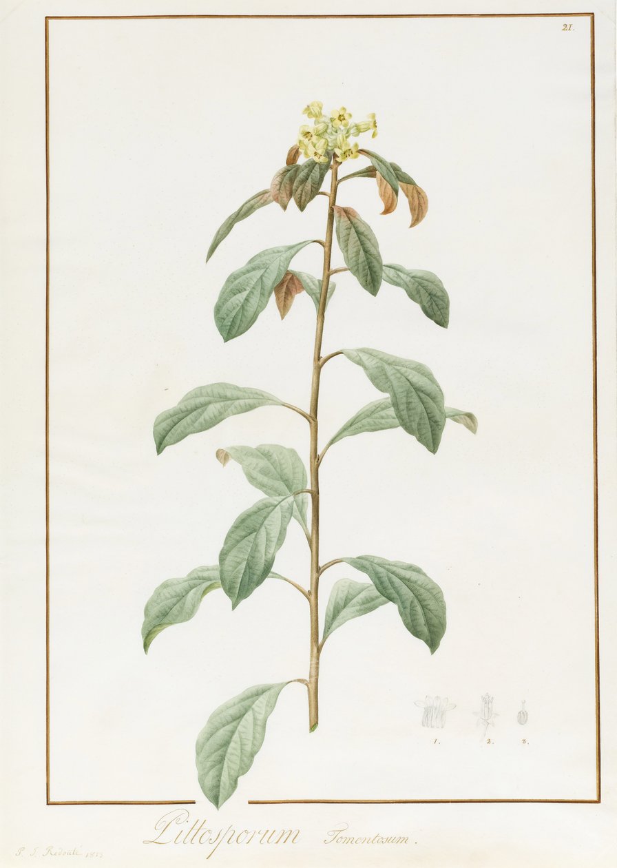 Paeonia Moutan var. B. Paeonia Suffruticosa, 1812. alkotó: Pierre Joseph Redouté