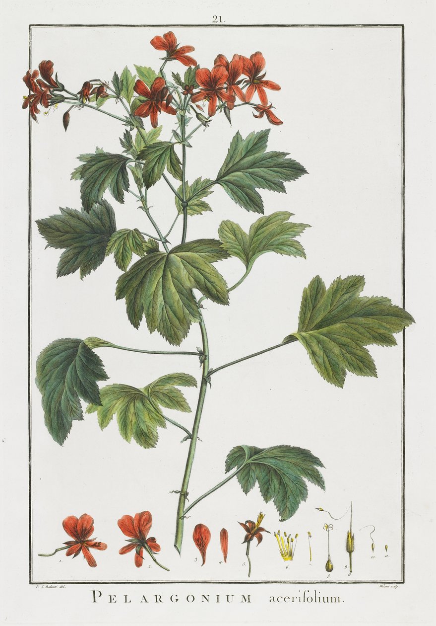 Pelargonium acerifolium, a geraniológiából, vagy Erodii, Pelargonii, Monsonia és Grieli történetéből, ikonokkal illusztrálva, 1787-1788 alkotó: Pierre Joseph Redouté