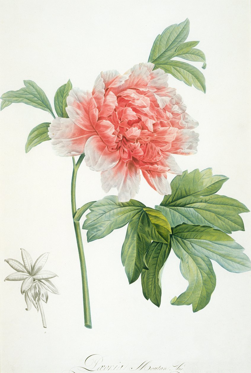 Pünkösdi rózsa, 1799 (színes nyomat) alkotó: Pierre Joseph Redouté