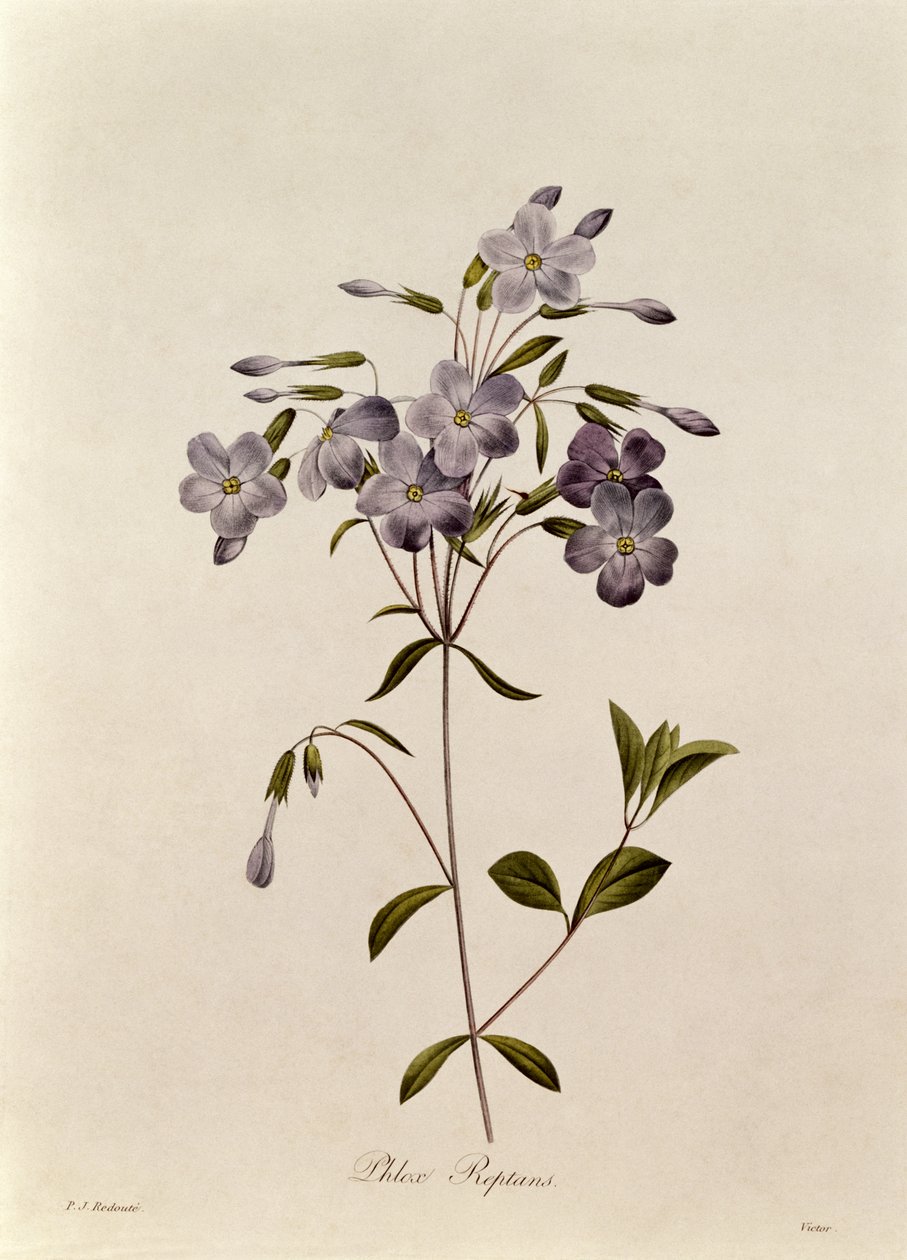 Phlox reptans alkotó: Pierre Joseph Redouté