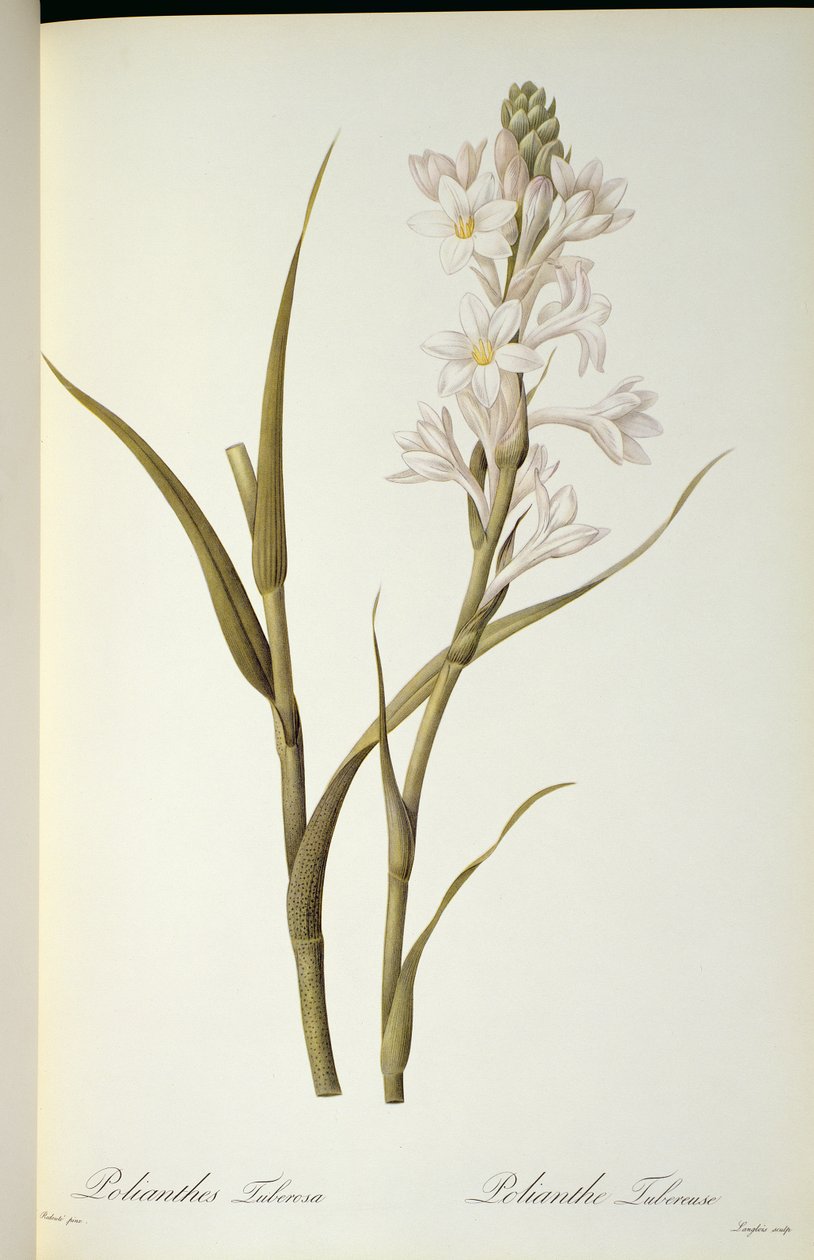Polianthes Tuberosa, a "Les Liliacees"-ből, 1806 alkotó: Pierre Joseph Redouté