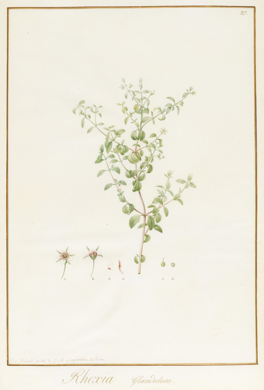 Rhexia Glandulosa (wc és testszín grafitnyomok felett a héjon) alkotó: Pierre Joseph Redouté