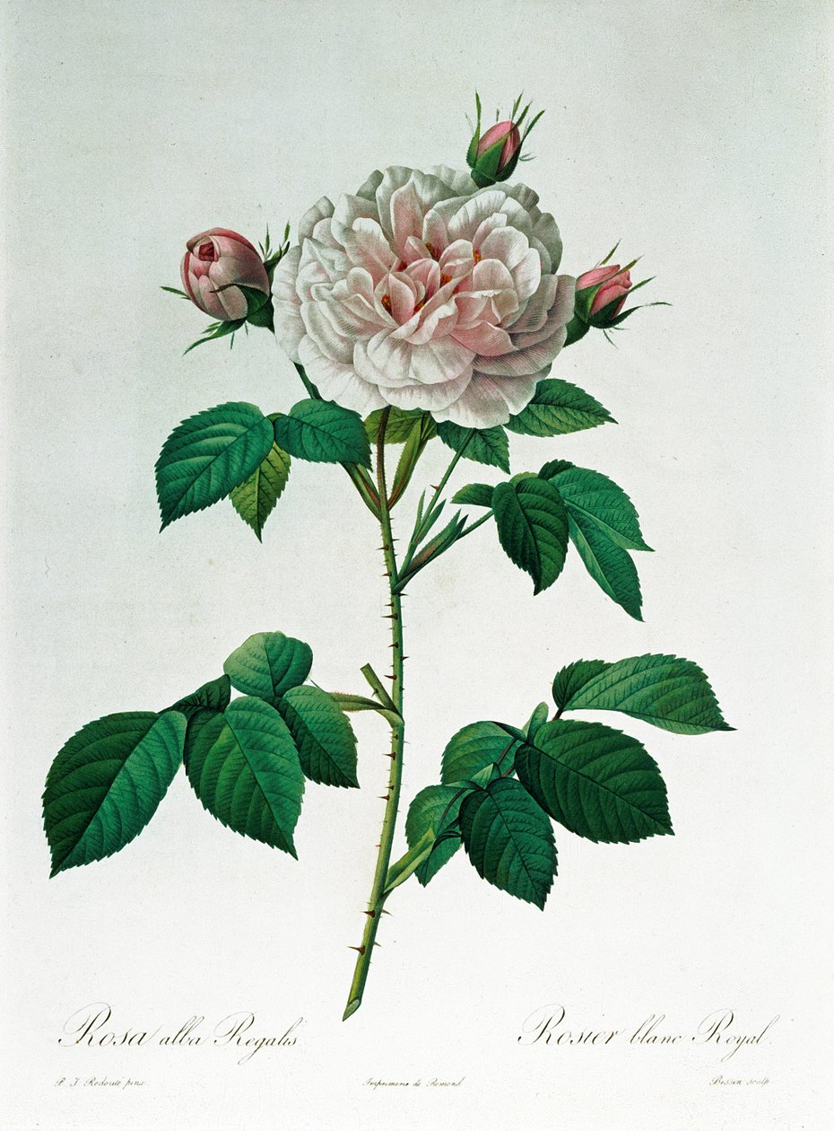 Rosa Alba Regalis, metszett Bessin alkotó: Pierre Joseph Redouté