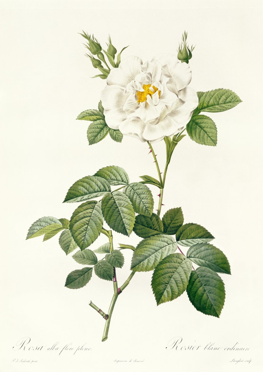 Rosa Alba flore pleno alkotó: Pierre Joseph Redouté