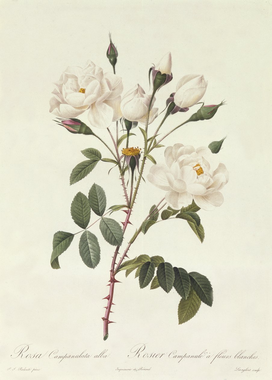 Rosa Campanulata Alba alkotó: Pierre Joseph Redouté